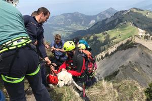 Die Flugpolizei des Innenministeriums unterstützte am 19. Mai 2020 bei der Rettung eines Golden Retriever in Vorarlberg.